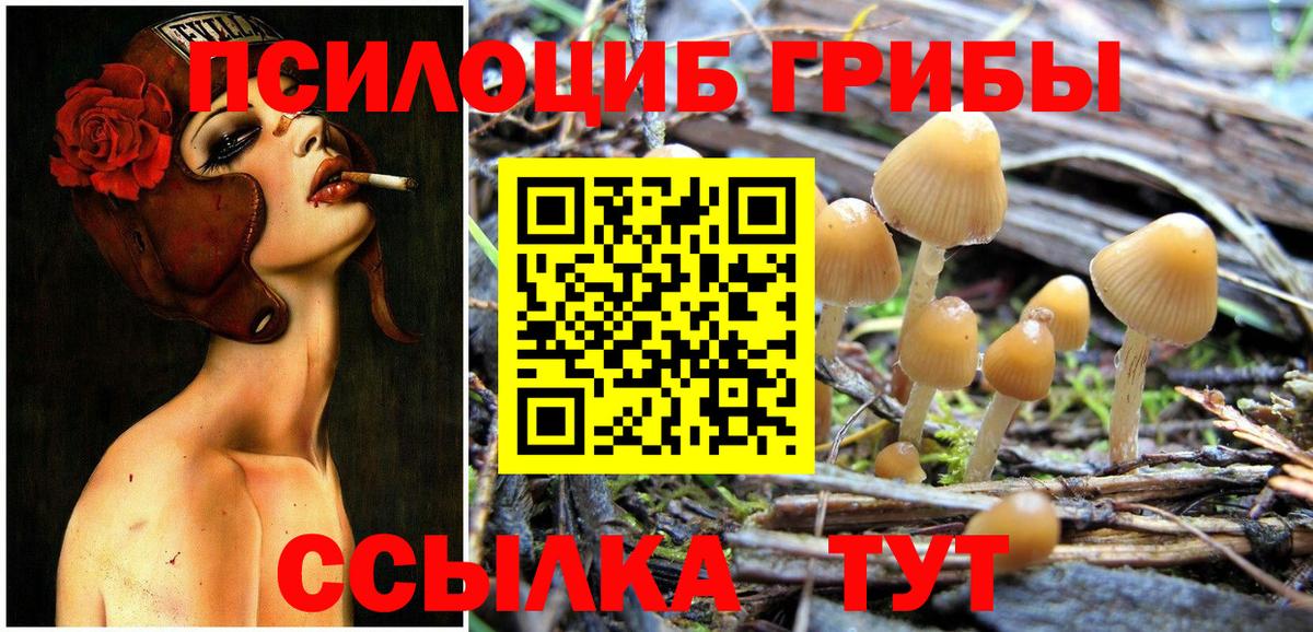 Псилоцибиновые грибы Cubensis Выборг